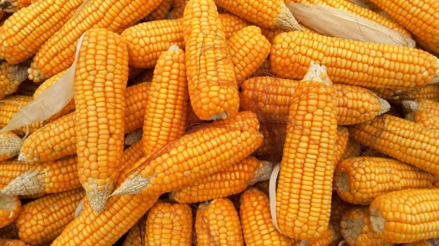 kukorica trágyázása